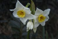 2008-03-23-374-Narcissus