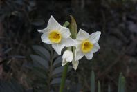 2008-03-23-375-Narcissus