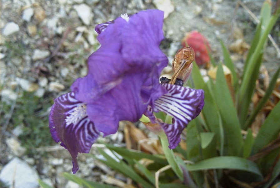 2008-03-23-426-Iris