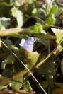 2008-03-23-431-Unknown-small-blue