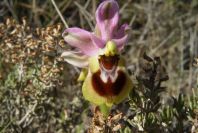 2008-03-23-443-Ophrys