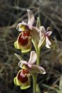 2008-03-23-445-Ophrys