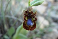 2008-03-23-446-Ophrys