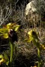 2008-03-23-449-Ophrys