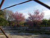 2008-03-24-001-Tree-blossom