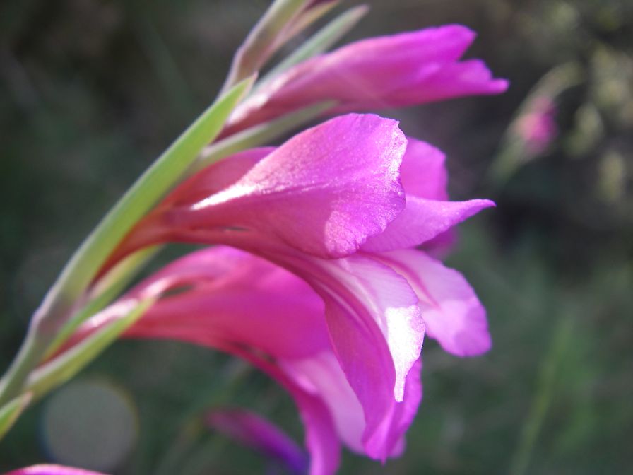 2008-03-26-024-Gladiolus