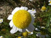 2008-03-28-009-Unknown-Daisy