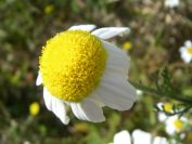 2008-03-28-010-Unknown-Daisy
