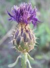 2008-03-28-012-Unknown-thistle