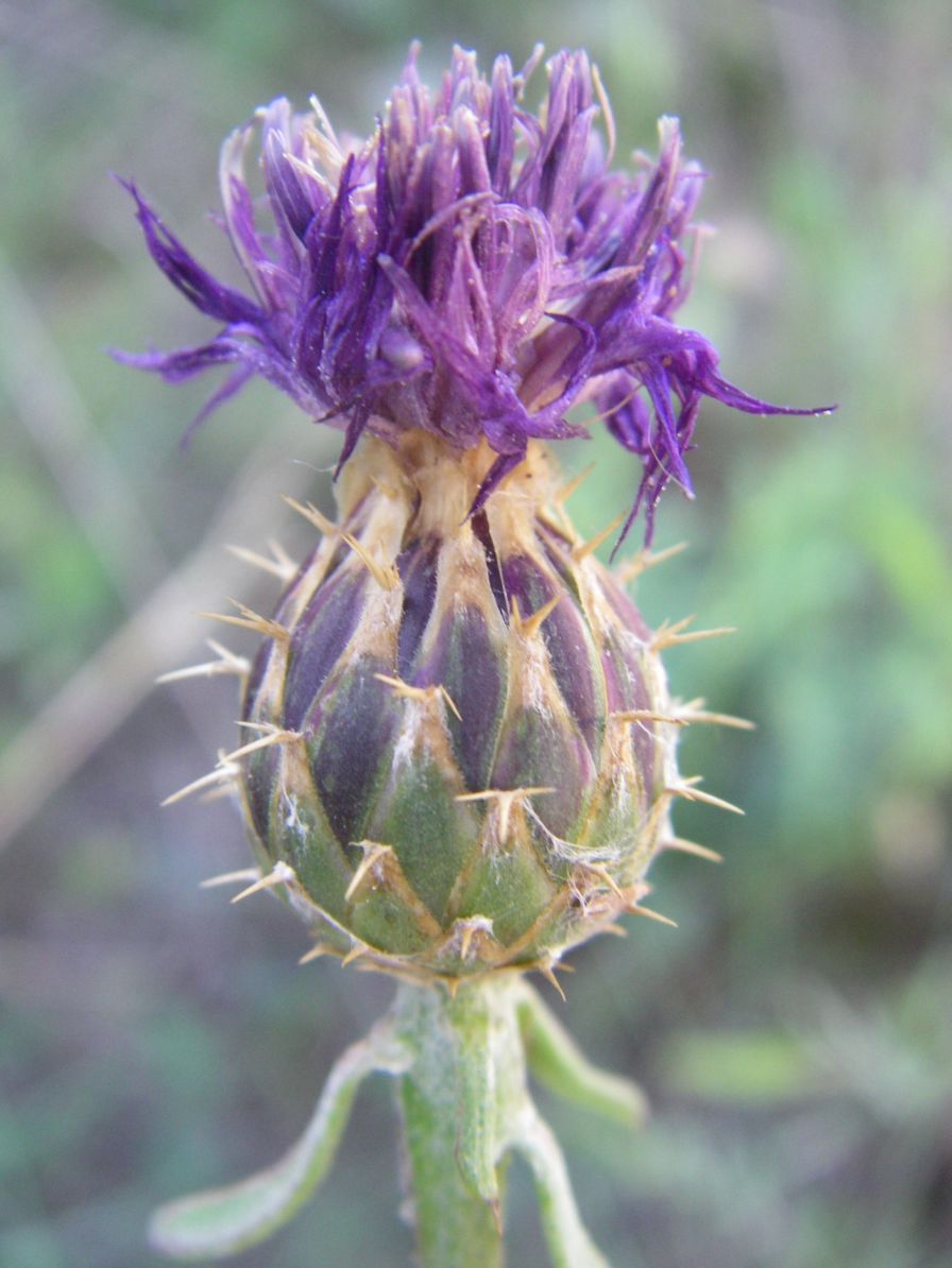 2008-03-28-012-Unknown-thistle