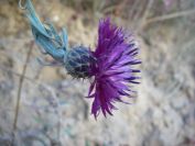 2008-03-28-016-Unknown-thistle