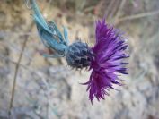 2008-03-28-017-Unknown-thistle