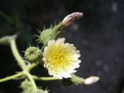 2008-03-28-023-Unknown-daisy