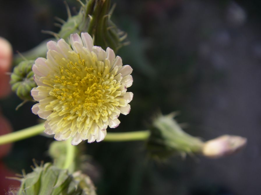 2008-03-28-024-Unknown-daisy