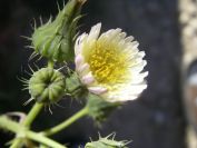 2008-03-28-025-Unknown-daisy