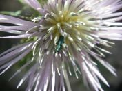 2008-03-28-027-Thistle-and-beetle