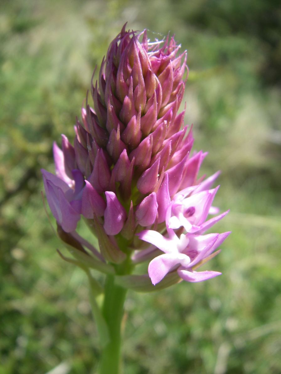 2008-03-28-053-Pyramid-orchid