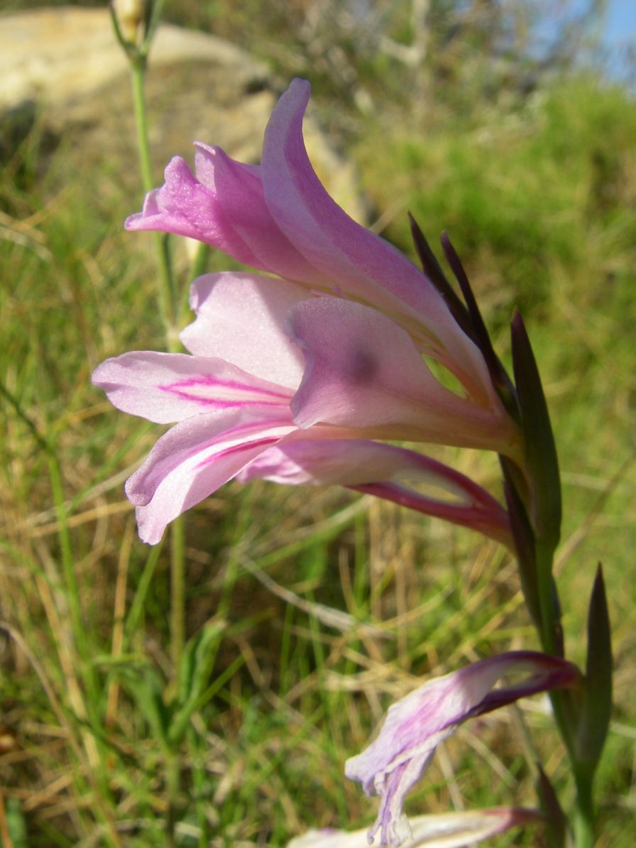 2008-03-30-017-Gladiolus-pink