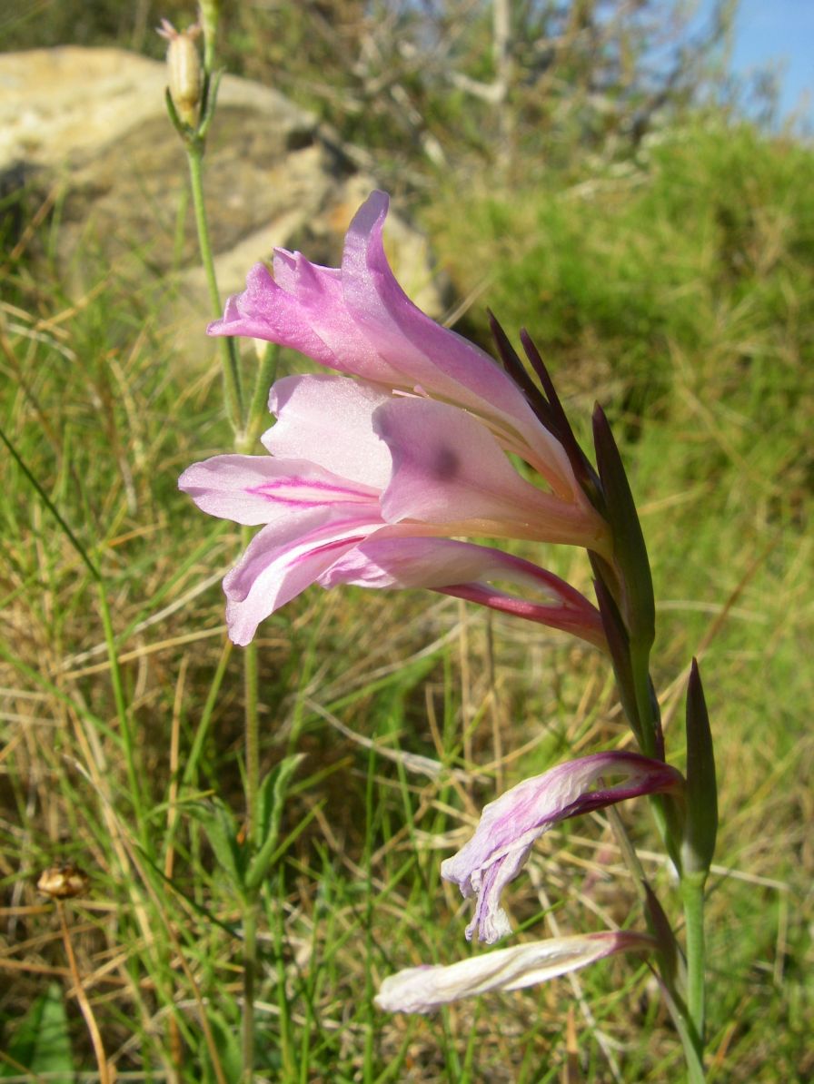 2008-03-30-018-Gladiolus-pink