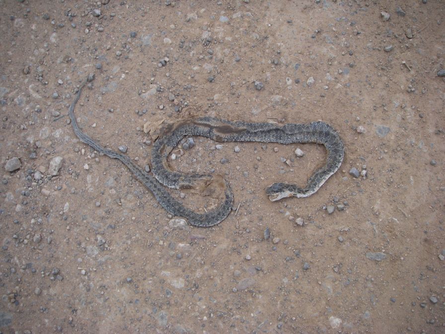 2008-12-26-004-Flattened-Snake