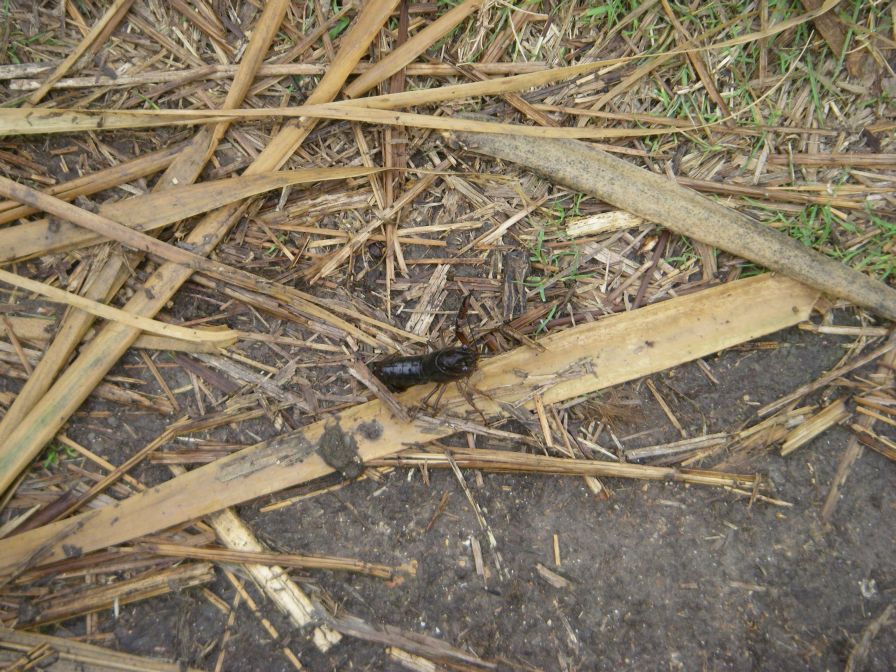 2008-12-29-010-Crab-Beetle