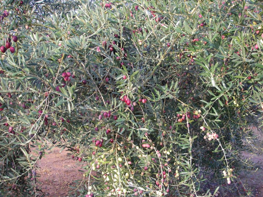 2008-12-30-012-Olives