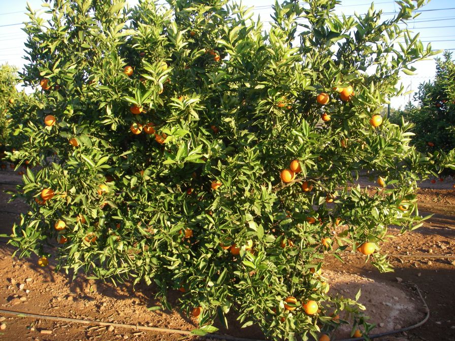 2008-12-25-029-Cheerful-Oranges