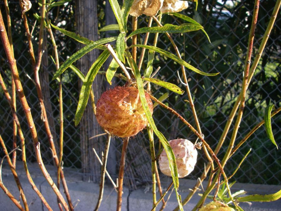 2008-12-22-005-Gomphocarpus-Fruticosa