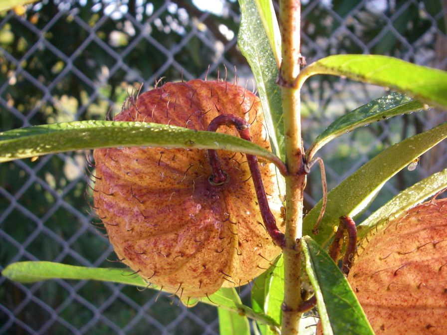 2008-12-22-010-Gomphocarpus-Fruticosa