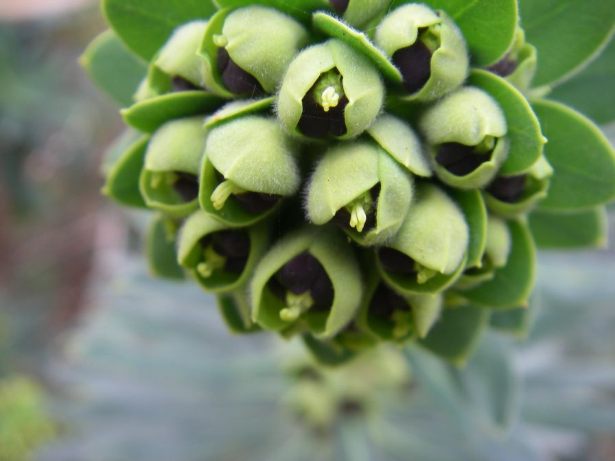 2009-02-15-015-Euphorbia