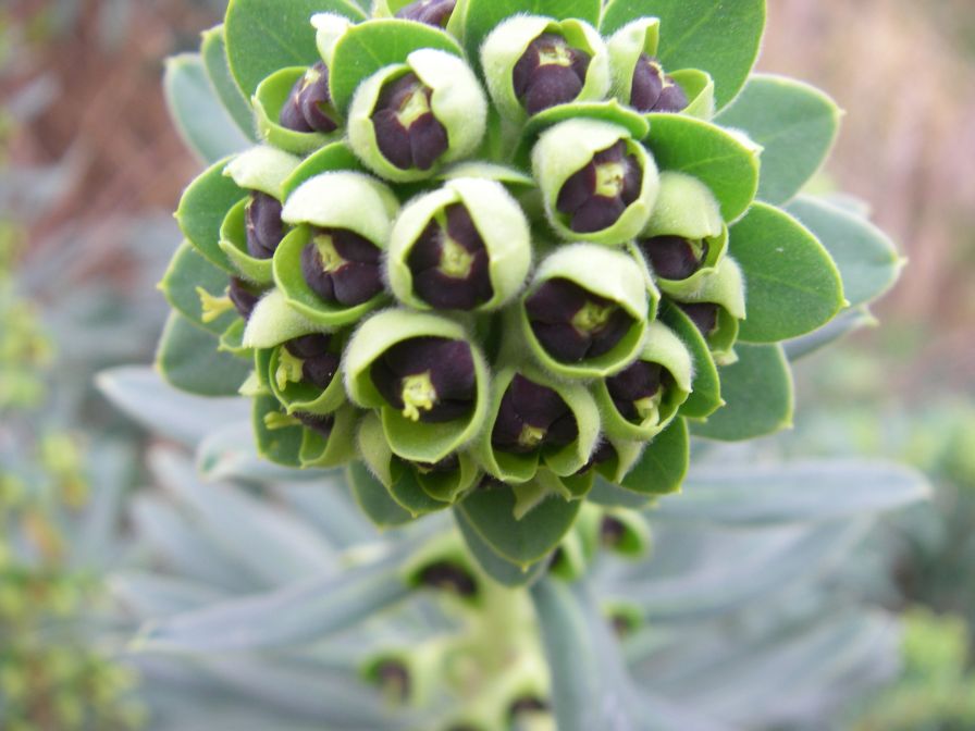 2009-02-15-016-Euphorbia