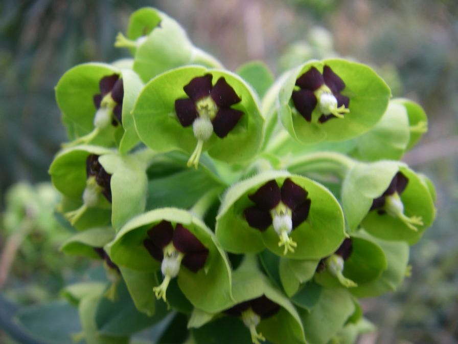 2009-02-15-017-Euphorbia