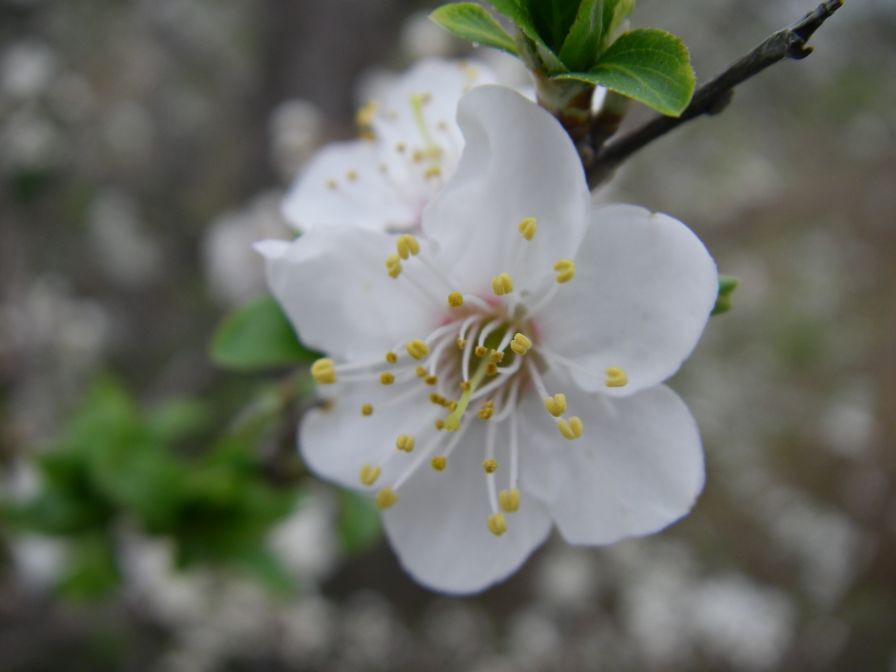 2009-02-16-020-Unknown-blossom