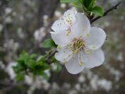 2009-02-16-021-Unknown-blossom