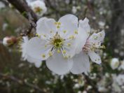 2009-02-16-022-Unknown-blossom