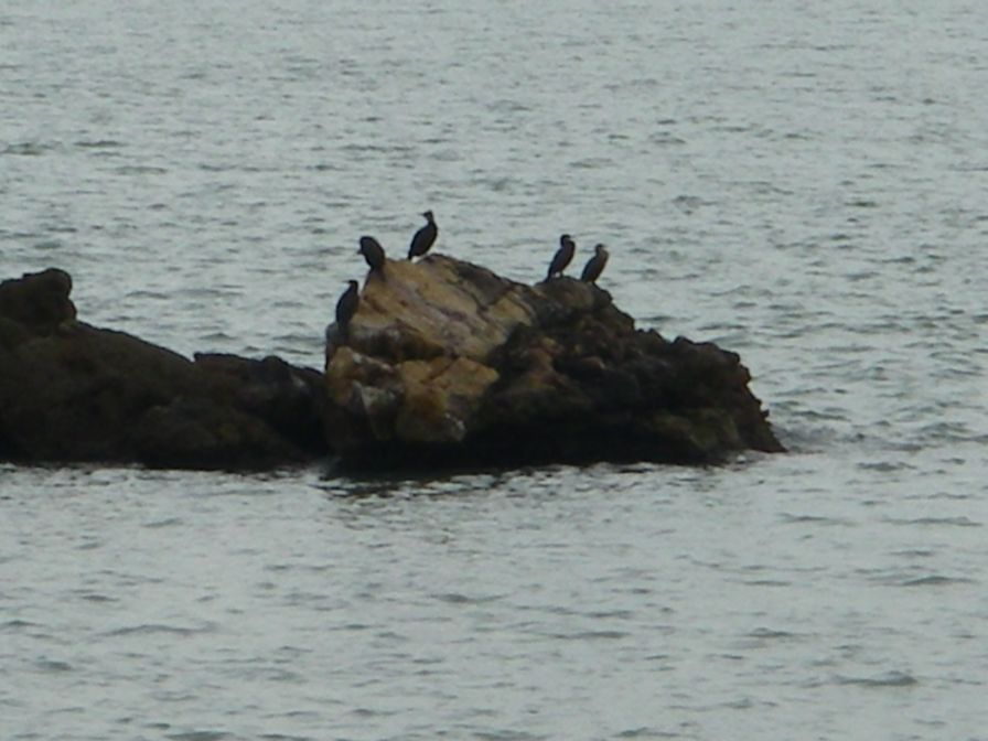 2009-02-16-035-Cormorants