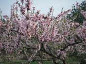 2009-02-16-046-Almond-blossom