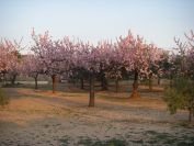 2009-02-17-001-Almond-Blossom