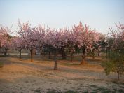 2009-02-17-002-Almond-Blossom
