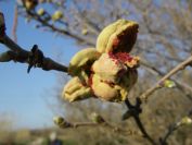 2009-02-19-007-Hazel-Nut-Orchard