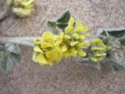 2009-02-21-006-Unknown-Yellow