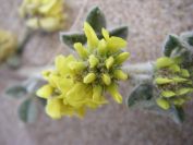 2009-02-21-007-Unknown-Yellow