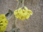 2009-02-21-008-Unknown-Yellow