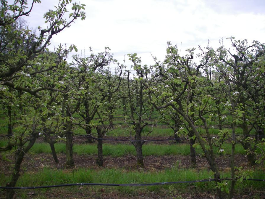 2009-04-12-001-Fruit-Orchard