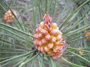 2009-04-12-044-Pine-Cone-Flower