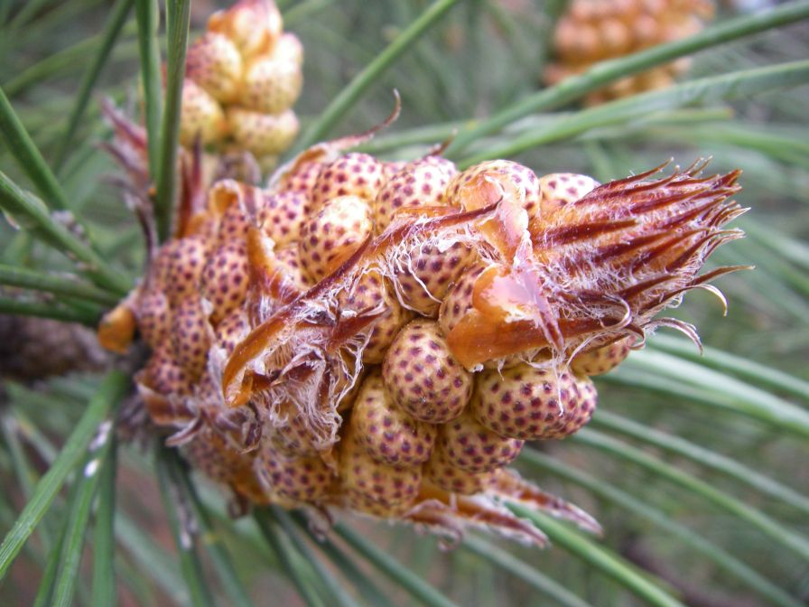 2009-04-12-045-Pine-Cone-Flower