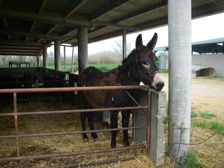 2009-04-12-071-Donkey