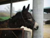 2009-04-12-072-Donkey