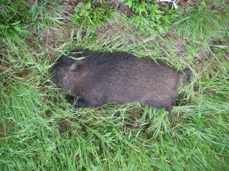 2009-04-12-086-Wild-Boar-Road-Kill