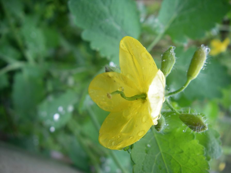 2009-04-12-090-Unknown-Yellow